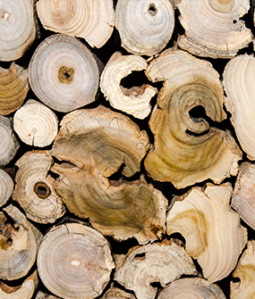 Holzstämme